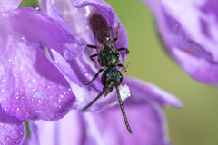 Dialictus