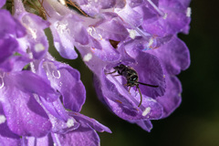 Dialictus