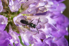Dialictus