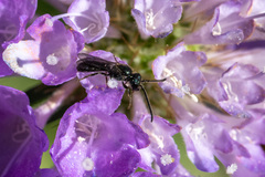 Dialictus