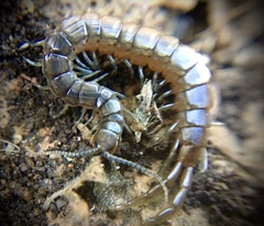 Arthrorhabdus pygmaeus