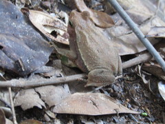 Rhinella hoogmoedi