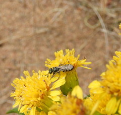 Perdita octomaculata