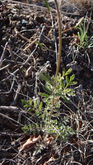 Descurainia erodiifolia