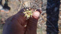 Descurainia erodiifolia