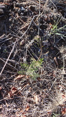 Descurainia erodiifolia