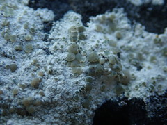 Myriolecis schofieldii