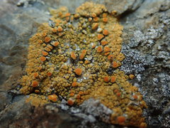 Polycauliona bolacina