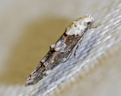 Mompha murtfeldtella