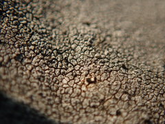 Circinaria caesiocinerea