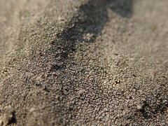 Circinaria caesiocinerea