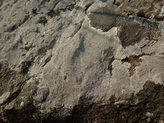 Circinaria caesiocinerea