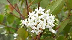 Aegiceras corniculatum