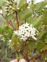 Aegiceras corniculatum