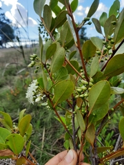Aegiceras corniculatum