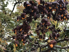 Copaifera langsdorffii