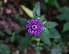 Centratherum punctatum