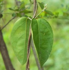 Callaeum septentrionale