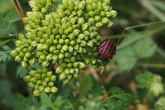 Graphosoma rubrolineatum