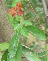 Callaeum septentrionale