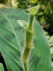 Goeppertia villosa