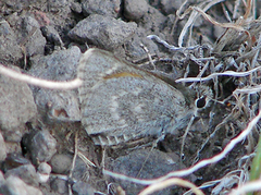 Notamblyscirtes simius