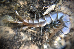 Arthrorhabdus pygmaeus