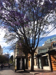 Jacaranda mimosifolia