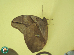 Eryphanis automedon amphimedon