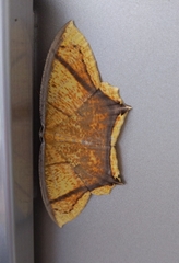 Thinopteryx crocoptera