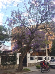 Jacaranda mimosifolia