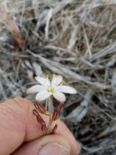 Image of Drimia fugax by (c) Karim Haddad, some rights reserved (CC BY)
