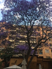 Jacaranda mimosifolia