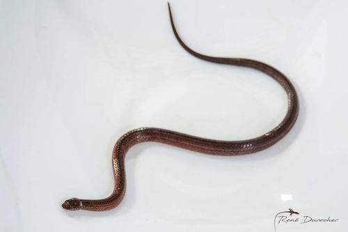 Haitian Groundsnake