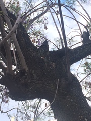 Jacaranda mimosifolia