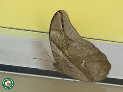 Eryphanis automedon amphimedon