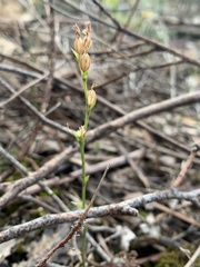 Pterostylis parviflora