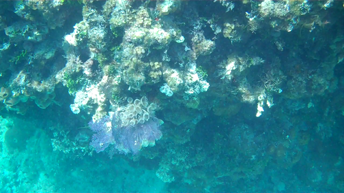 Bispira brunnea