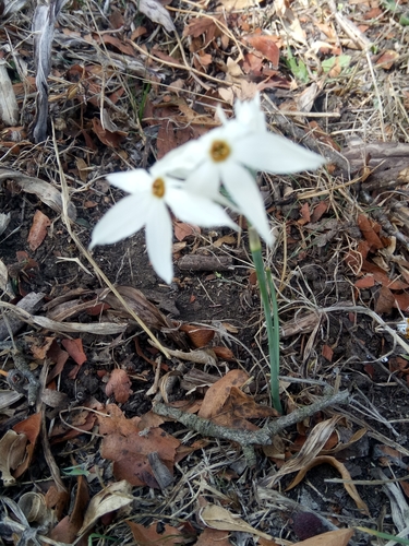 Narcissus obsoletus, photograph 4