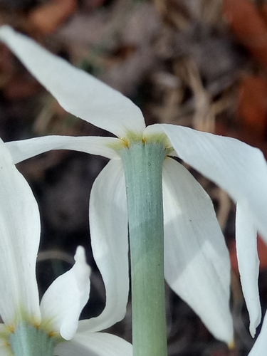 Narcissus obsoletus, photograph 5