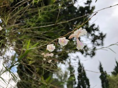 Dendrobium linearifolium
