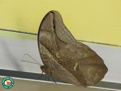 Eryphanis automedon amphimedon