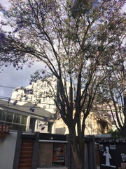 Jacaranda mimosifolia