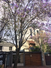 Jacaranda mimosifolia