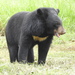 Asian Black Bear - Photo (c) Dr. Raju Kasambe, some rights reserved (CC BY-SA)