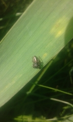 Dendryphantes mordax