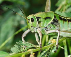 Brachystola behrensii