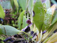 Stelis villosa
