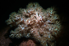 Conglomeratusclera coerulea