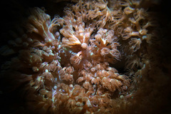 Conglomeratusclera coerulea